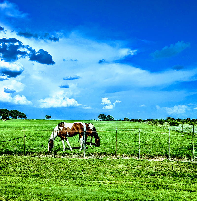 Vida de campo, caballo, cielo, hierba, verde, azul, campo, rancho, granja,  Fondo de pantalla de teléfono HD | Peakpx