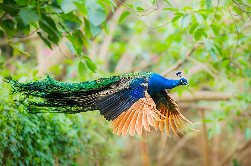Peacock, bird, green, orange, pasare, flying, blue, HD wallpaper
