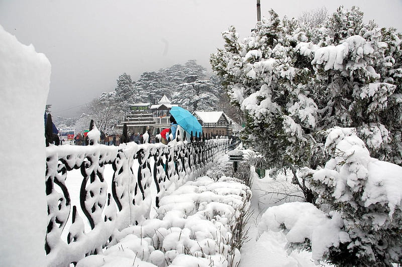 snowfall in shimla, india, shimla, shashank, HD wallpaper