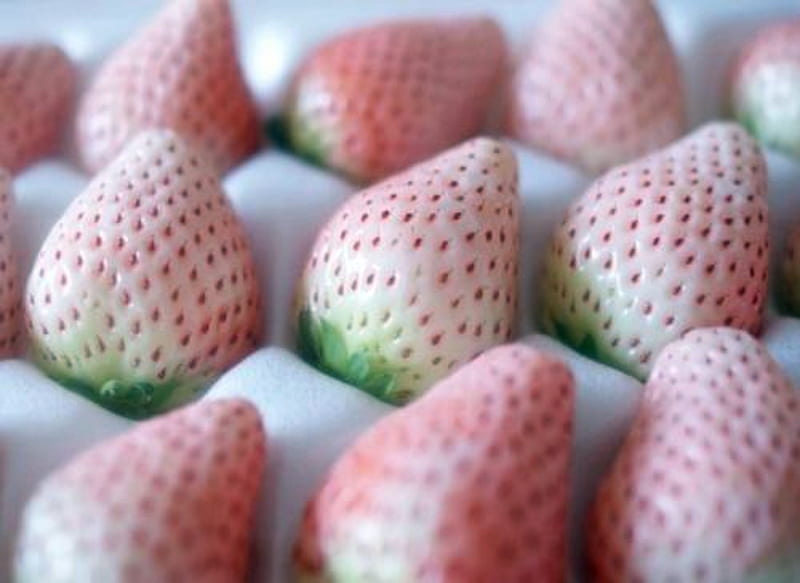 Albino Strawberries, Abstract, graphy, Strawberries, Albino, HD wallpaper