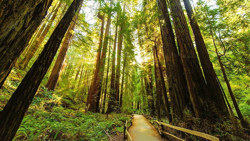 This idea that nature can inspire us to grow to greater heights, can nourish and setttle us, a reflection of our connection t. Redwood tree, Landscape trees, Tree, Santa Cruz Redwoods, HD wallpaper