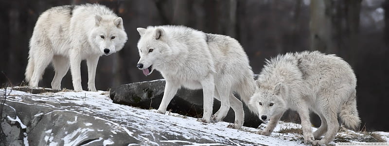 White Wolves Ultra Background for : Multi Display, Dual Monitor, Dual Monitor Wolf, HD wallpaper