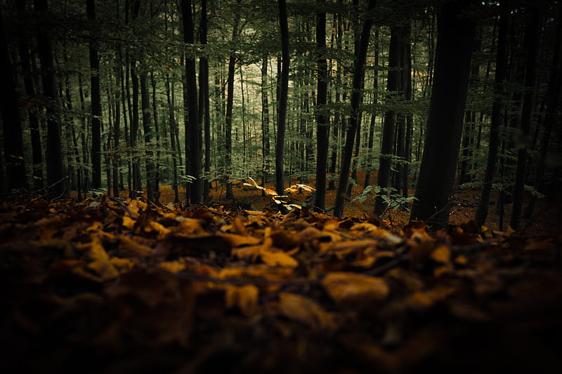forest, trees, autumn, fallen leaves, nature, HD wallpaper