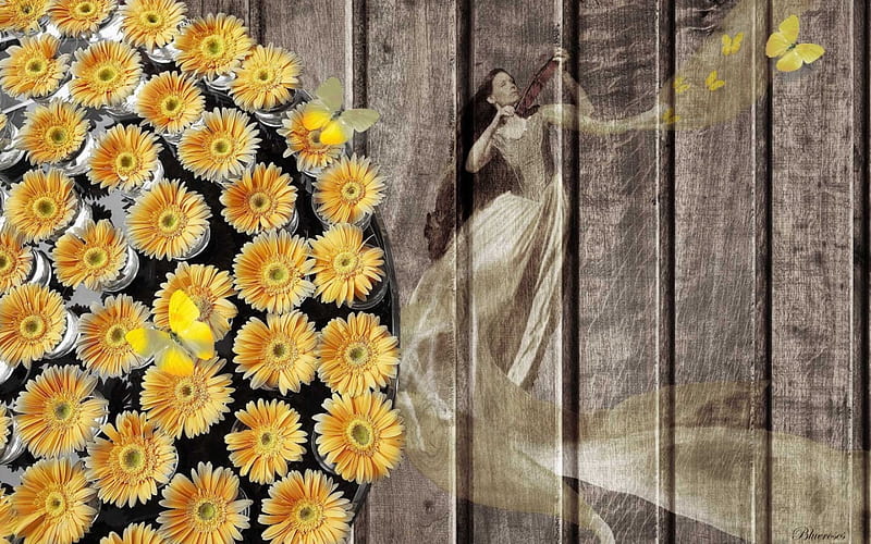 *The music gives life*, sepia, art, violin, music, background, yellow, butterflies, hq, woman, daisies, fantasy, flowers, wooden, HD wallpaper