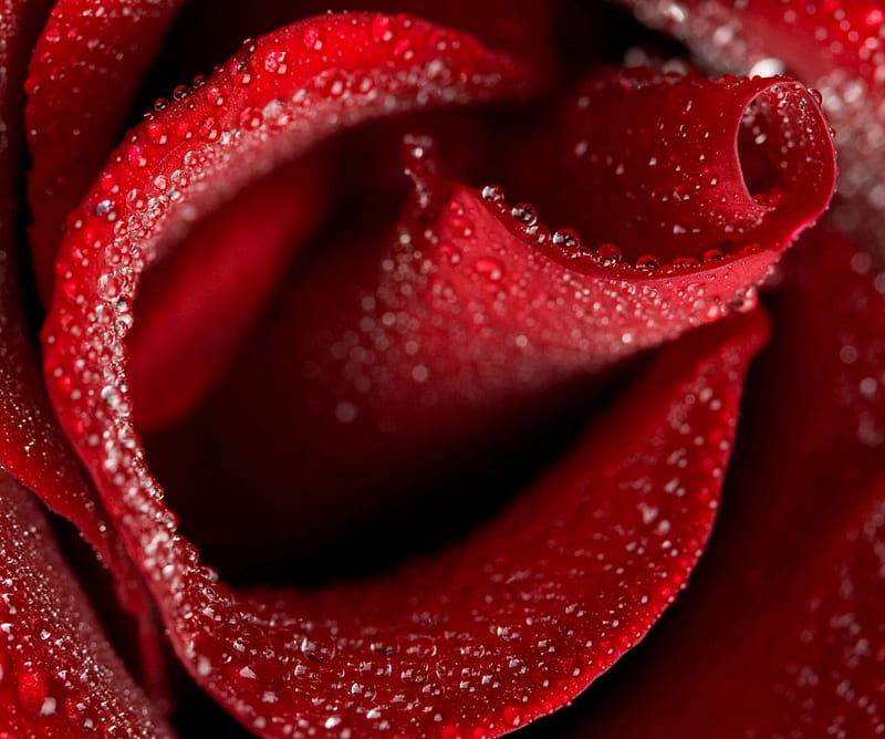 Rose, dew, flower, macro, rain, raindrops, red, red rose, waterdrop, HD wallpaper