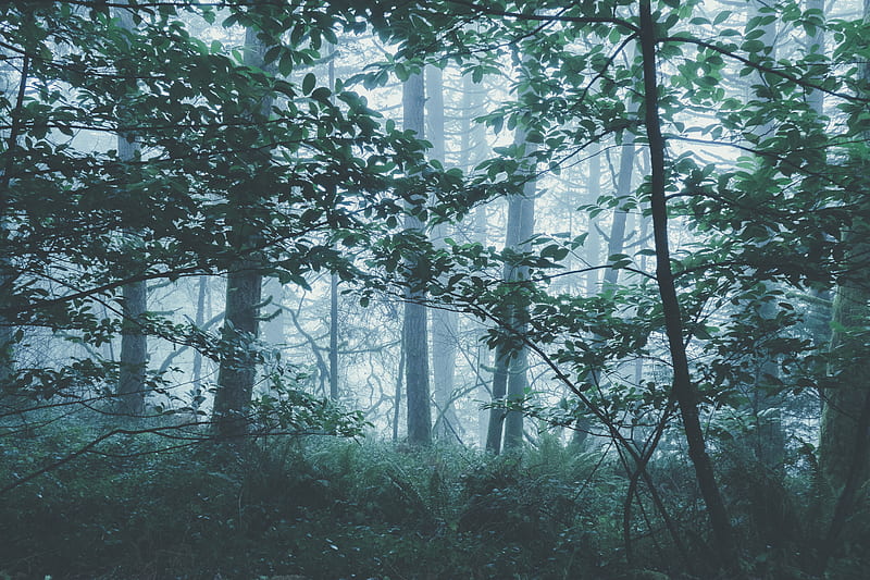 misty green forest during daytime, HD wallpaper