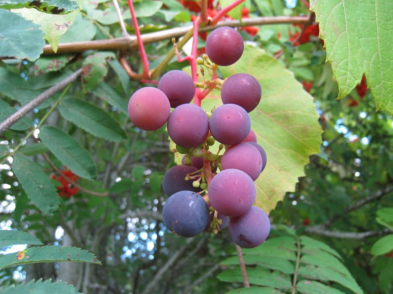 Blue Grapes, fruit, grapes, tree, green, summer, garden, blue, leaf, HD wallpaper