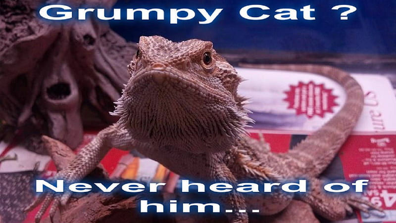 Grumpy Cat Who???, bearded dragon, grumpy, grumpy cat, grumpy dragon, funny, grumpy beardie, HD wallpaper