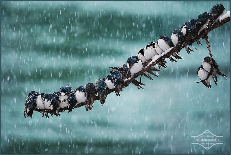 snowstorm huddle, birds, snowstorm, huddle, branch, HD wallpaper