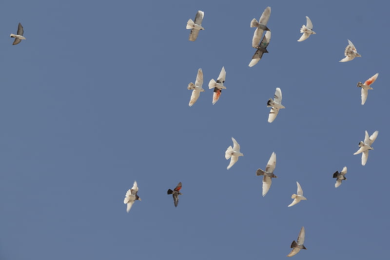 Flying pigeons, birds, canon, iran, iranian, mostafa meraji, qom, sky, HD  wallpaper | Peakpx