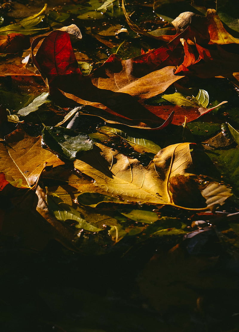 leaves, fallen, wet, dark, autumn, HD phone wallpaper