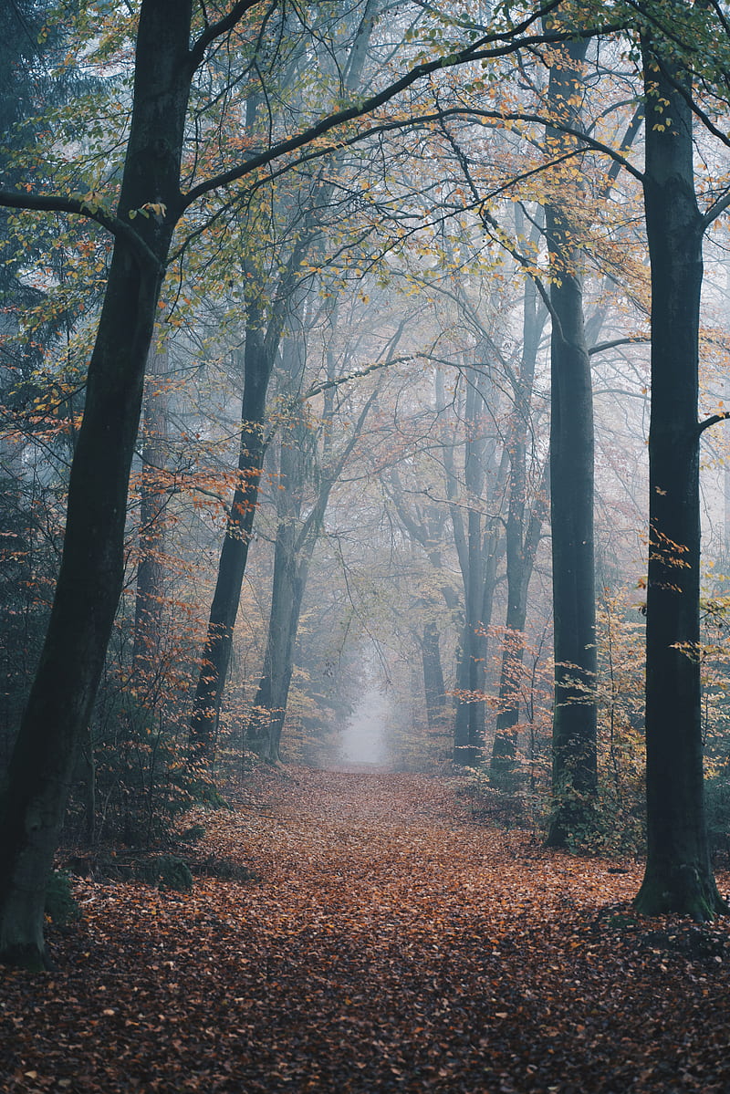 autumn, forest, fog, path, nature, HD phone wallpaper