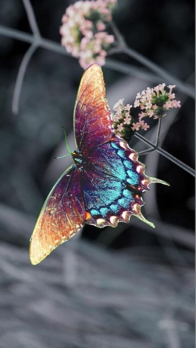 Butterfly, flies, HD phone wallpaper