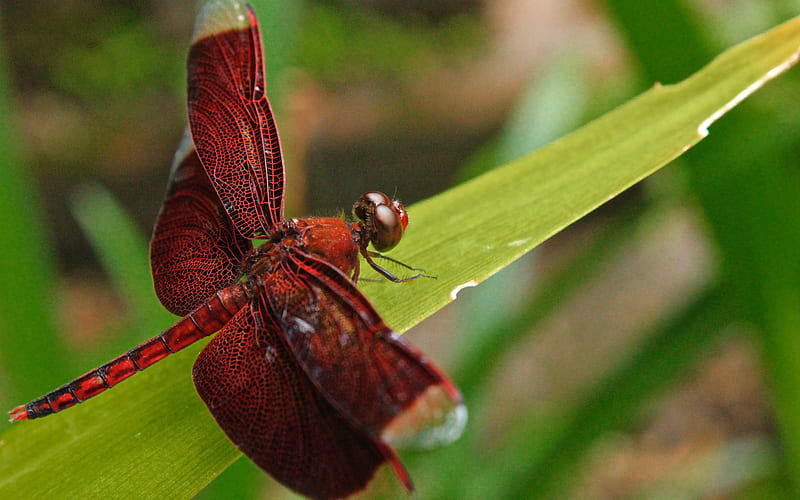 Crimson Dragon, red, leaves, dragonfly, insect, nature, HD wallpaper