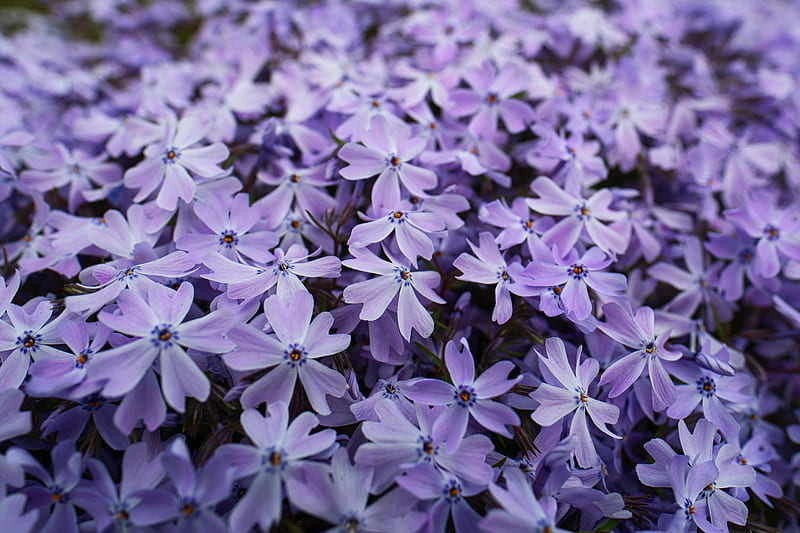 phlox, petals, flowers, purple, HD wallpaper