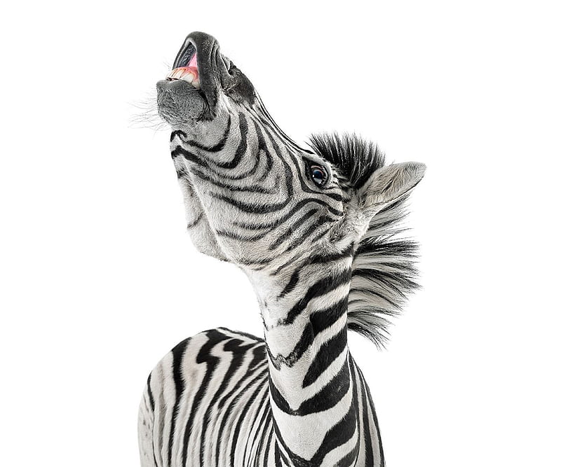 Funny Zebra, background, light white, HD wallpaper