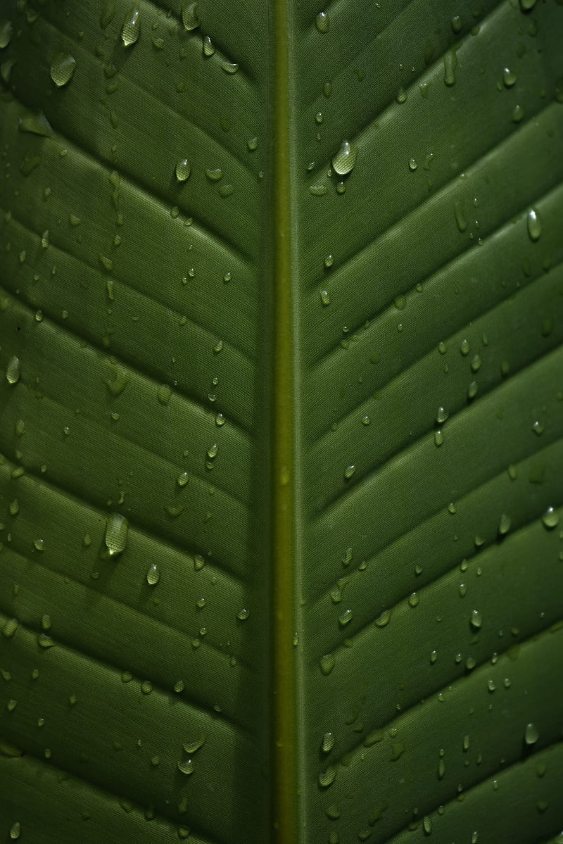 leaf, drops, wet, veins, macro, closeup, HD phone wallpaper