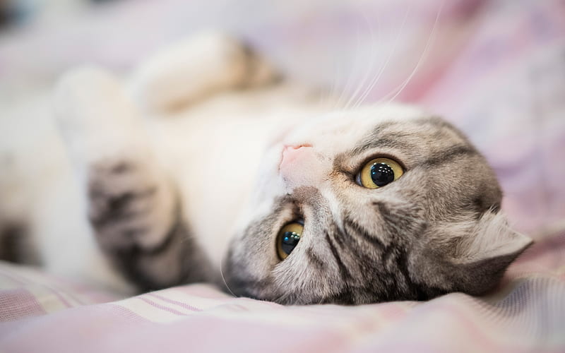 Scottish Fold cat, cute animals, pets, cats, breeds of cats, laziness concepts, HD wallpaper