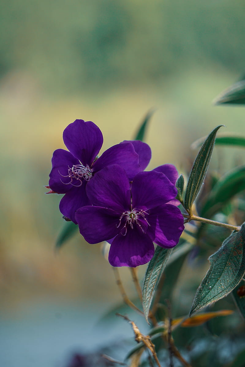 Flowers by El, autumn, garden, jasmine, nature, purple, romance, rose, HD phone wallpaper