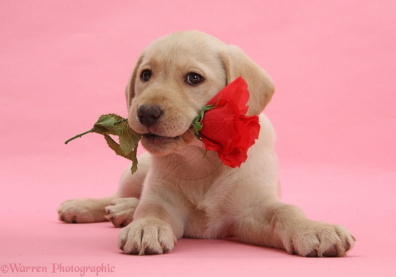 Labrador with red rose, red, brown, rose, dog, HD wallpaper