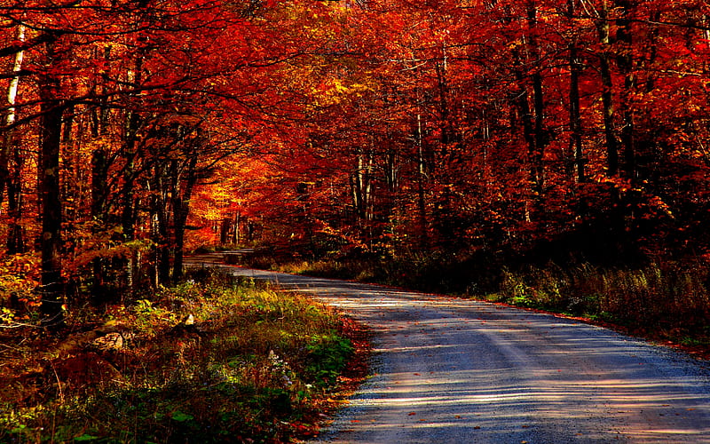 AUTUMN FOREST ROAD, forest, fall, autumn, golden, colors, nature, HD wallpaper