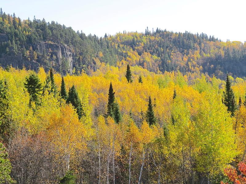 Green and yellow trees under white sky during daytime, HD wallpaper