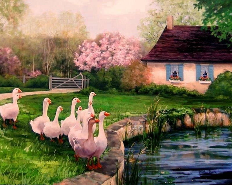 Beautiful Scenery Art, pond, white ducks, grass, place, bonito, HD wallpaper