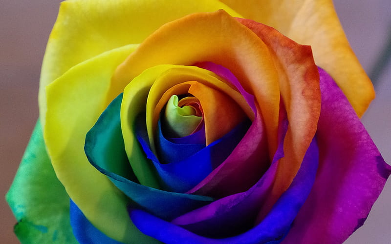 colorful rose, bud, close-up, rainbow, roses, HD wallpaper
