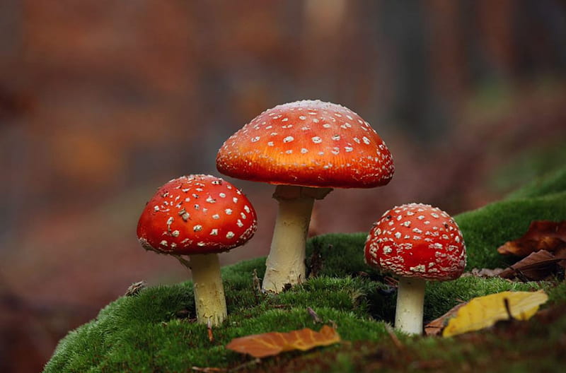 Mushrooms, mushroom, nature, amanita, HD wallpaper