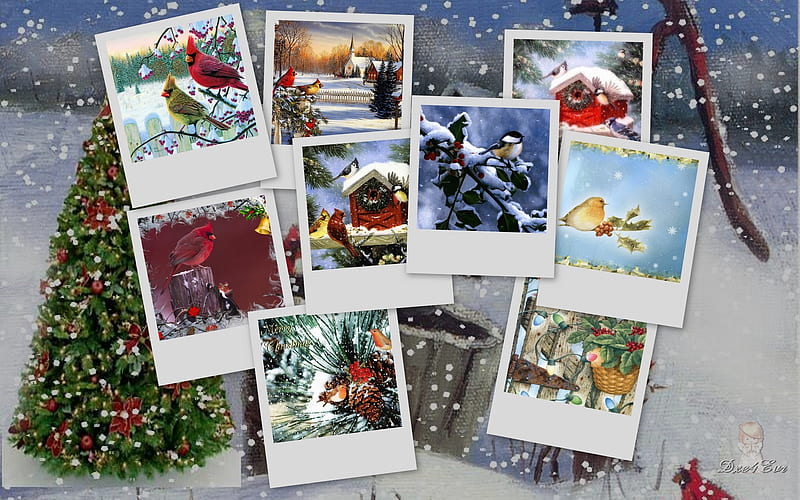 Snowbirds, , christmas, holiday, snow, birds, xmas, winter, HD wallpaper