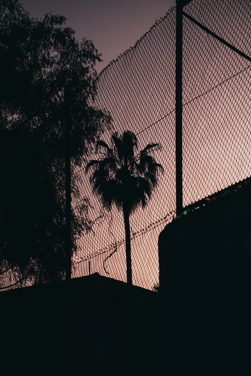 palm tree, night, net, fence, darkness, HD phone wallpaper