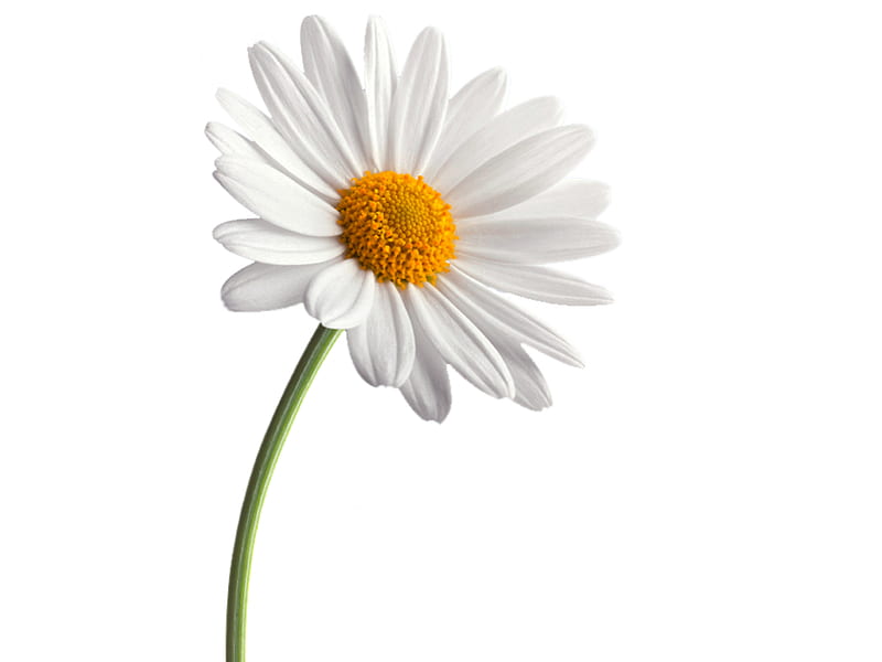 Daisie on white daisies, graphy, macro, flowers, nature, single, white, HD wallpaper