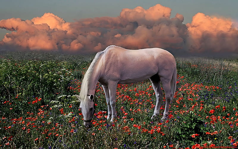 kg, nature, horses, landscape, animal, HD wallpaper