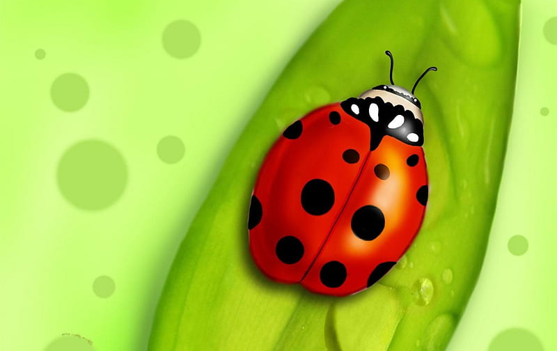The Red Black Dotted Bug, bug, art, red, dotted, HD wallpaper