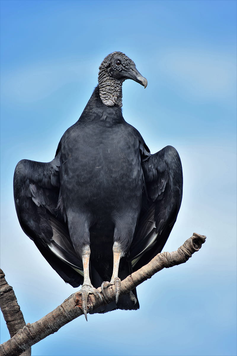 Black Vulture , Black Vulture Stock &, HD phone wallpaper
