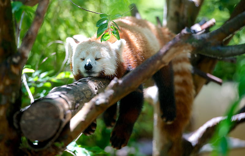Animal, Red Panda, Sleeping, Wildlife, HD wallpaper
