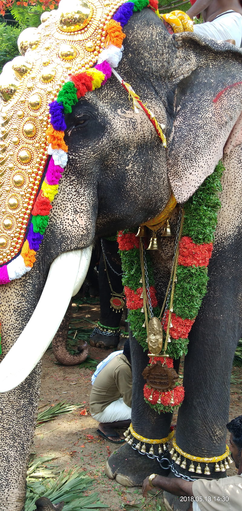 Elephant Festival At A Small Temple In Varkala Kerala Stock Photo -  Download Image Now - iStock