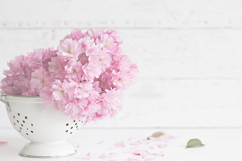 Soft Pink, bonito, still life, leaves, blossom, flowers, sieve, petals, pink pastel, HD wallpaper