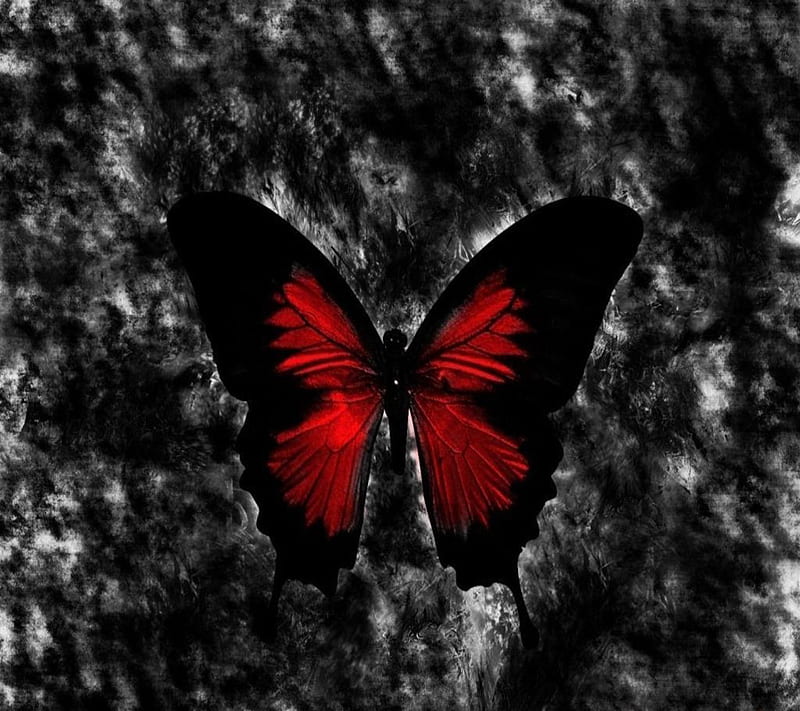 Butterfly, HD wallpaper | Peakpx