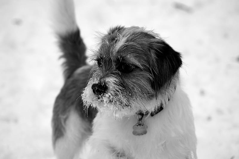 snow nose dog, snowstorm, snow, dog, HD wallpaper