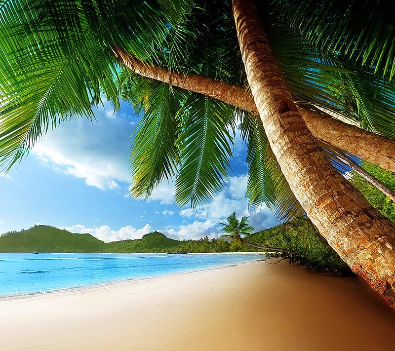 Tropical Paradise, beach, coast, palms, paradise, sea, tropical, HD ...