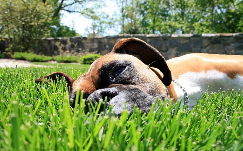 Boxer Dog, green grass, pets, cute animals, lawn, dogs, Boxer, HD wallpaper