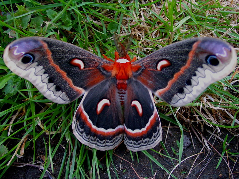 Cecropia moth, red, purple, haze, body, HD wallpaper
