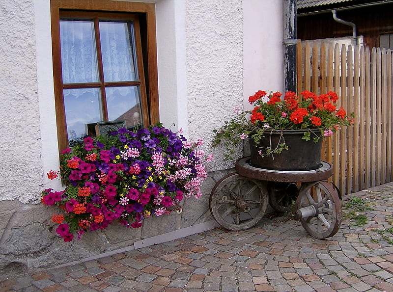 flowers, red, house, window, cart, pot, HD wallpaper