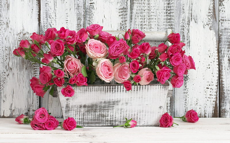 pink roses, a wooden pot, beautiful purple flowers, roses, Gardening, HD wallpaper