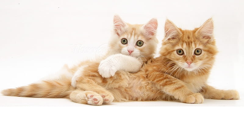 lying together, kitten, cats, lying, animals, tigether, HD wallpaper