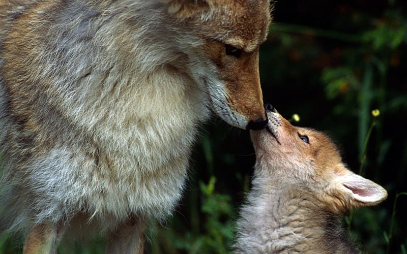 Beijo maternal, bonito, nature, vida, lobos, animal, HD wallpaper