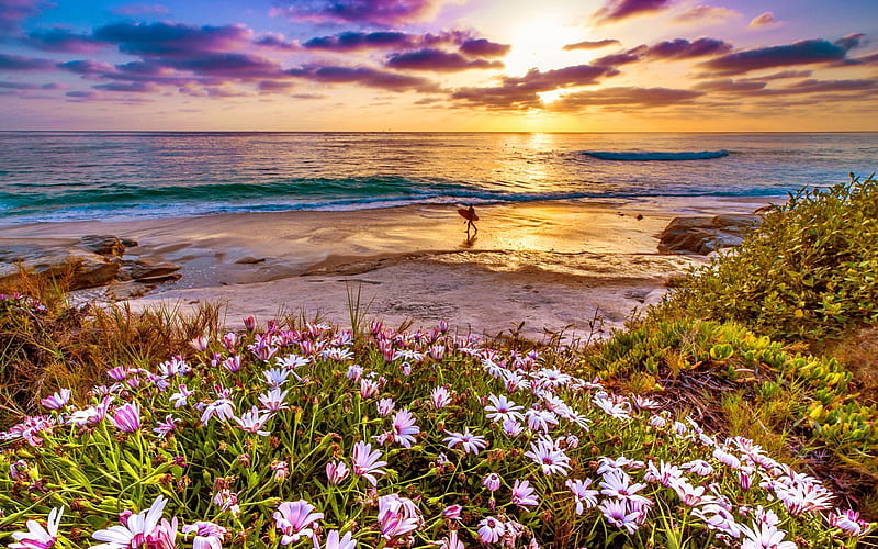 Sea sunset, pretty, colorful, glow, shore, grass, bonito, sunset, sea, beach, sundown, nice, flowers, reflection, amazing, lovely, ocean, waves, sky, freshness, water, rays, summer, nature, HD wallpaper