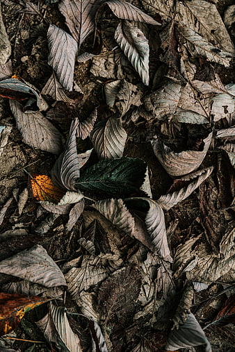 Dried leaves in forest, HD wallpaper | Peakpx