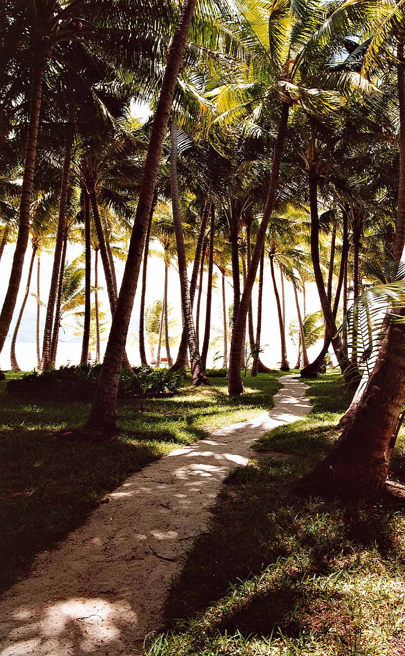 palm trees, outdoors, plants, vertical, landscape, path, dappled sunlight, summer, grass, shadow, calm, nature, HD phone wallpaper